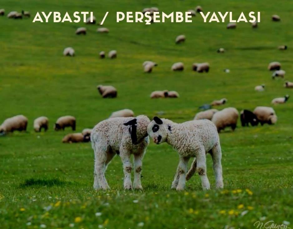 Taş Konak Butık Otel Ordu Dış mekan fotoğraf